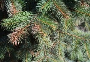 pin tree up close