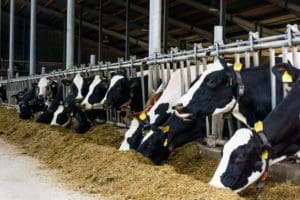 Dairy cows eating hay