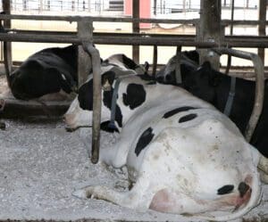 cow resting