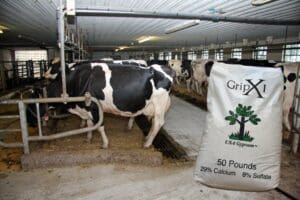cows in stable