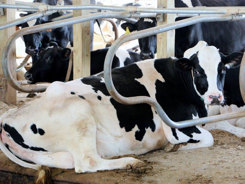 cow laying in bedding
